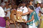 Cow Pooja